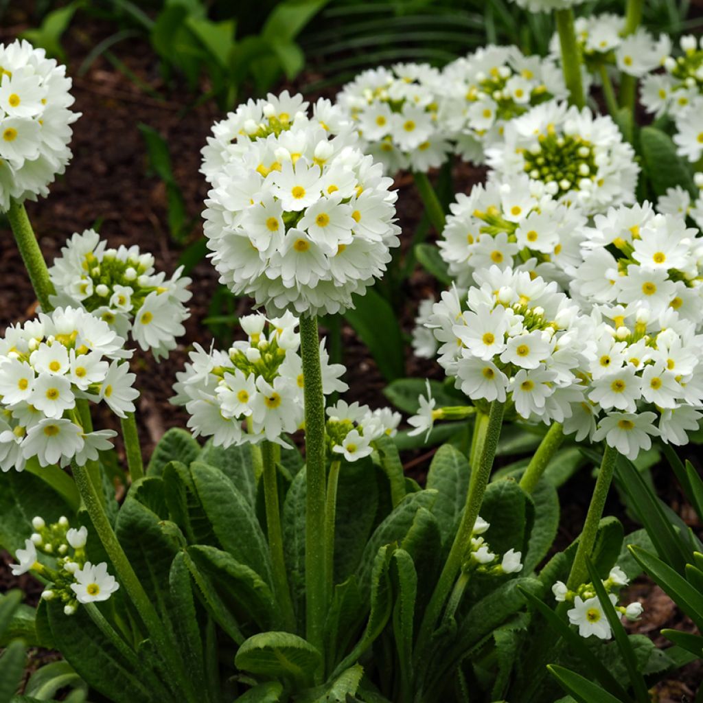Primula denticulata Alba - Kogelprimula