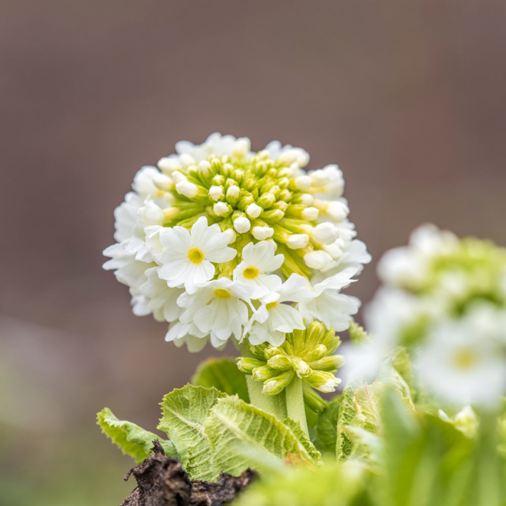 Primula denticulata Alba - Kogelprimula