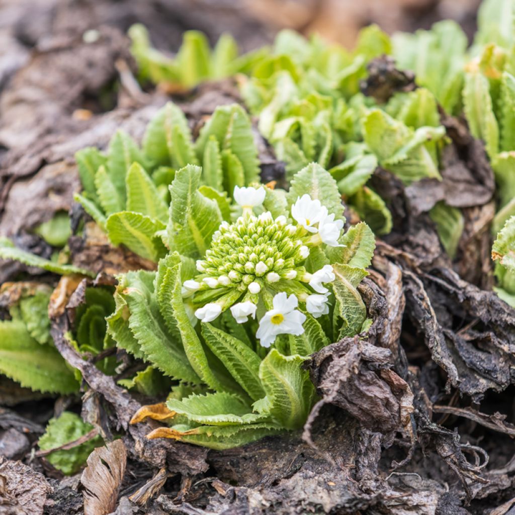 Primula denticulata Alba - Kogelprimula