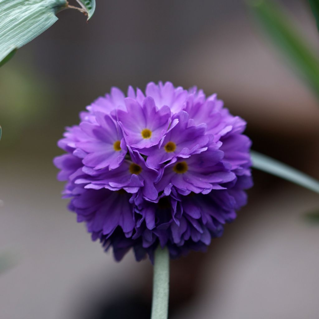 Primula denticulata Cashmiriana - Kogelprimula