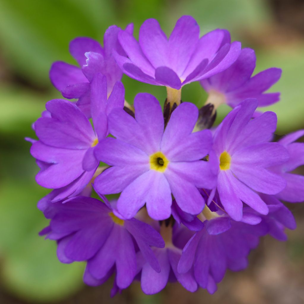 Primula denticulata Cashmiriana - Kogelprimula