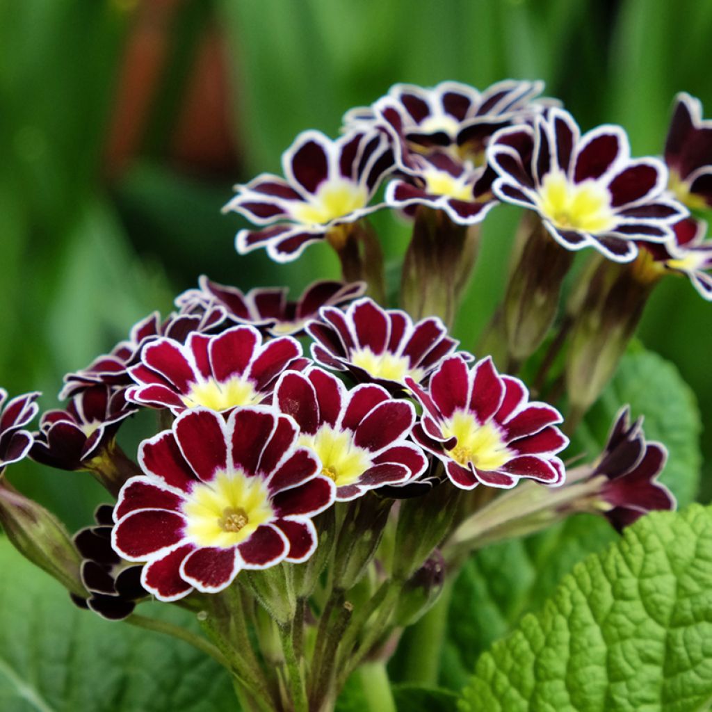 Primula elatior Silver Lace Black - Slanke sleutelbloem