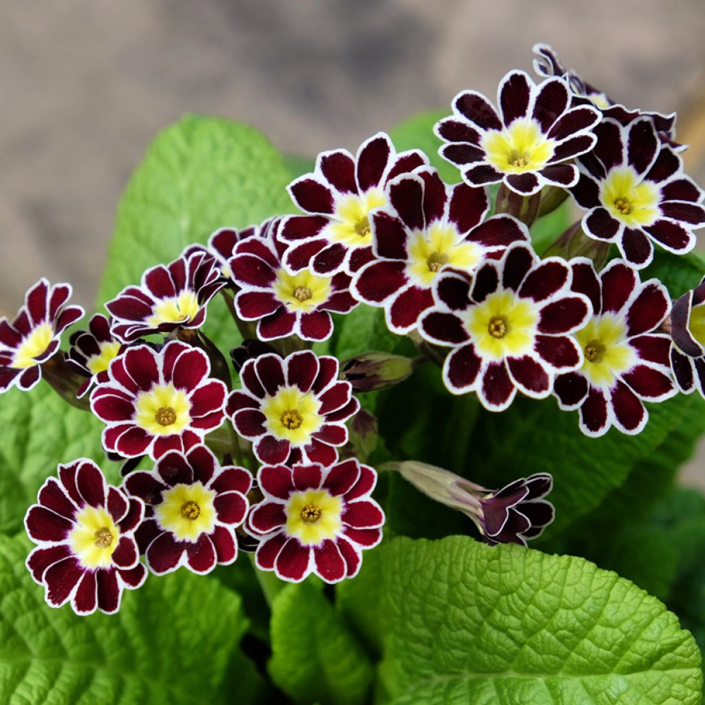 Primula elatior Silver Lace Black - Slanke sleutelbloem