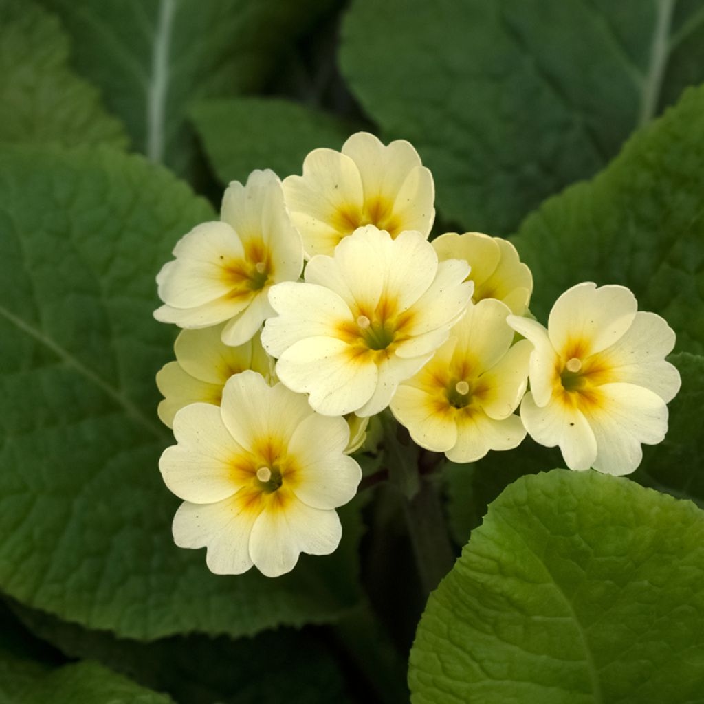 Primula elatior Veristar Yellow - Slanke sleutelbloem
