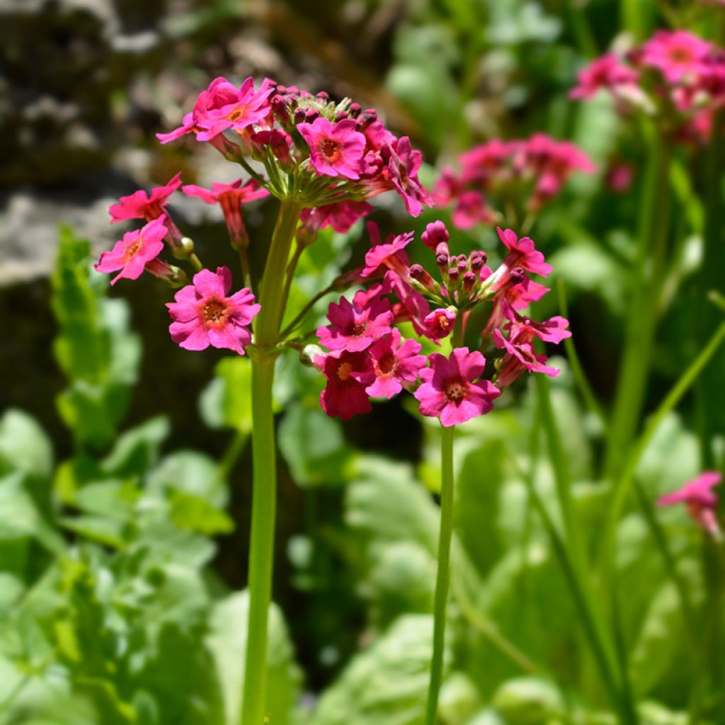 Primula japonica - Japanse sleutelbloem