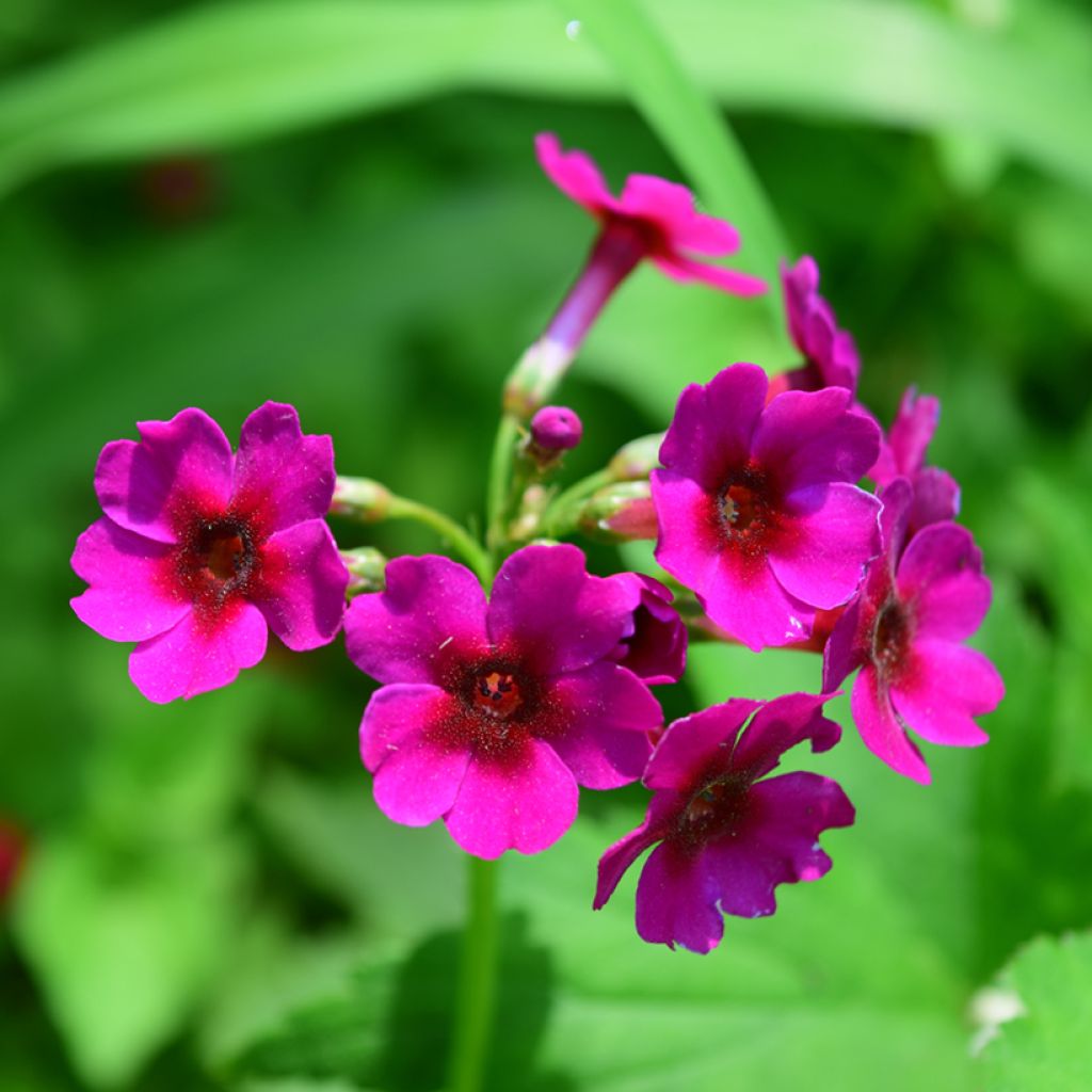 Primula japonica - Japanse sleutelbloem