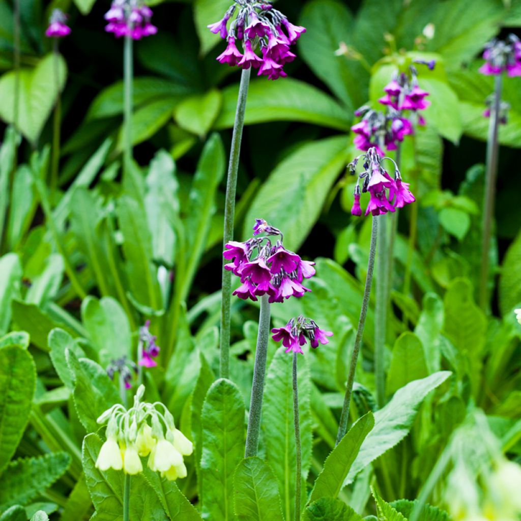Primula secundiflora - Sleutelbloem