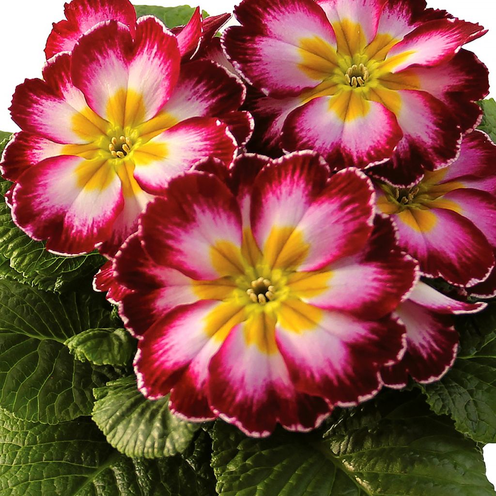 Primula Rambo F1 Purple Flame - Stengelloze sleutelbloem