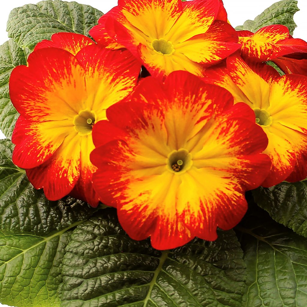Primula Rambo F1 Red Flame - Stengelloze sleutelbloem