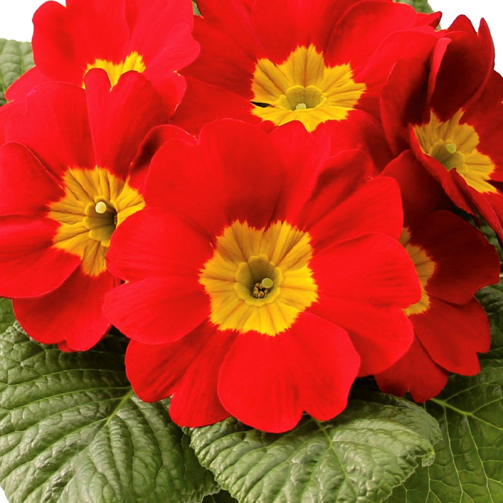 Primula Rambo F1 Scarlet - Sleutelbloem
