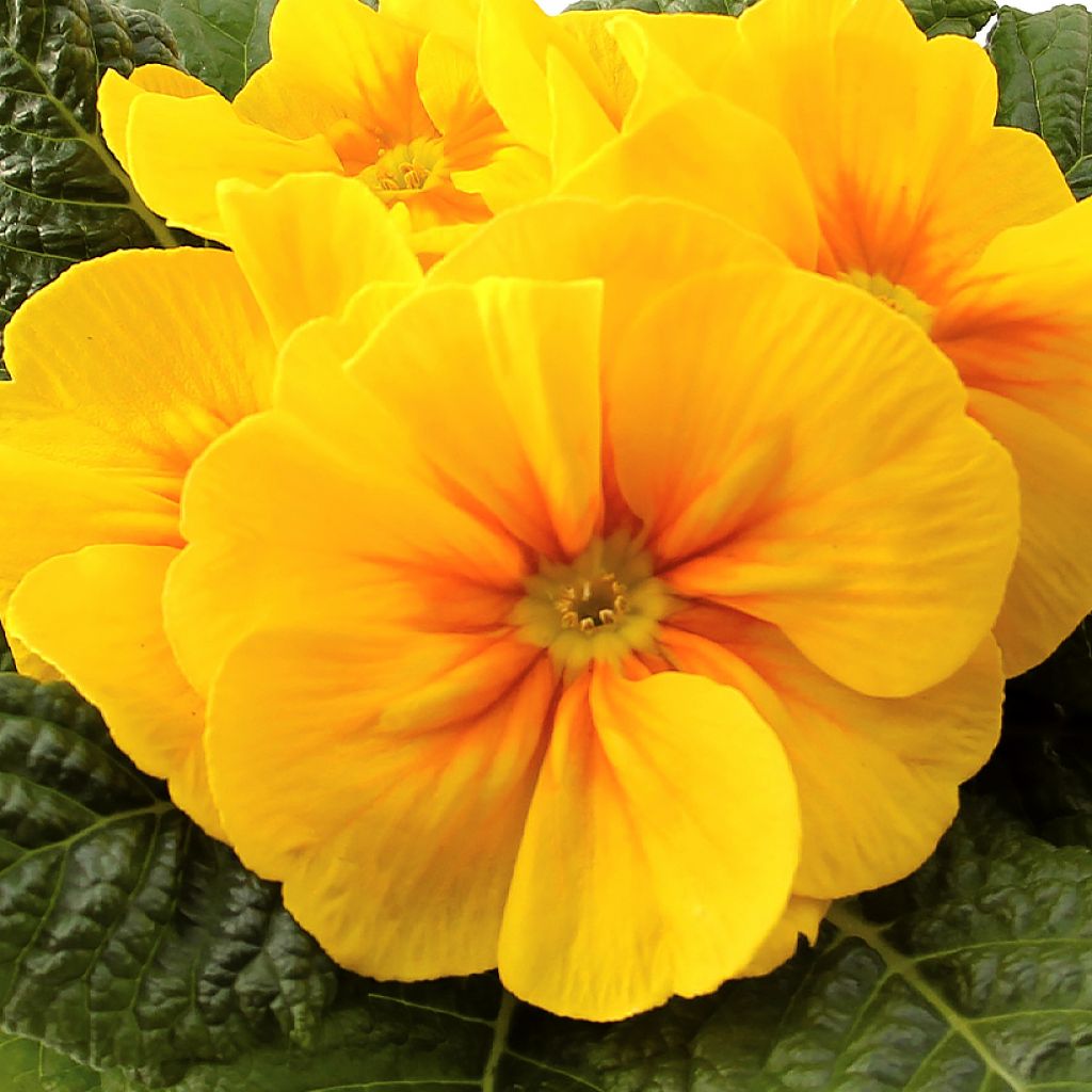 Primula Rambo F1 Yellow Gold - Stengelloze sleutelbloem
