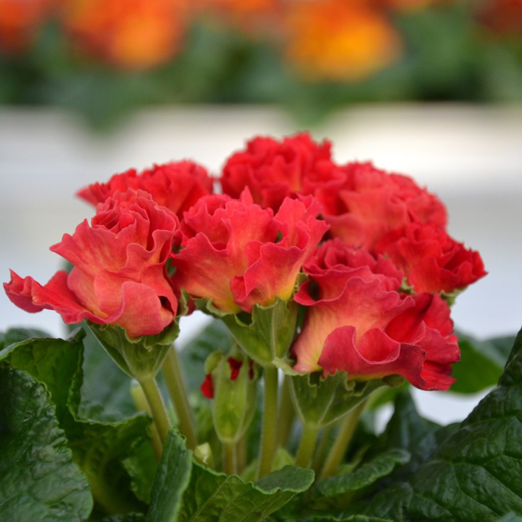 Primula Rosebud F1 Red Shades - Stengelloze sleutelbloem