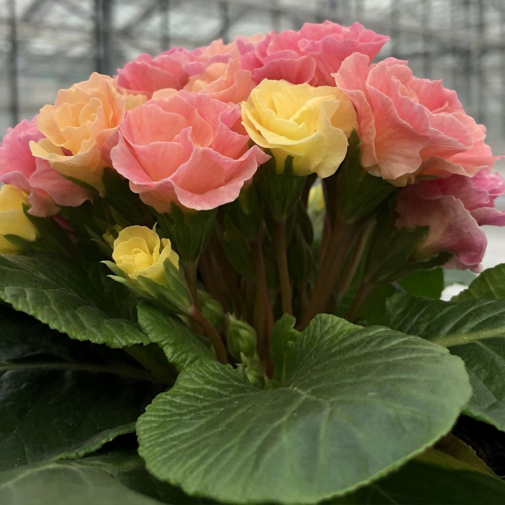 Primula Rosebud F1 Tutti Frutti - Stengelloze sleutelbloem