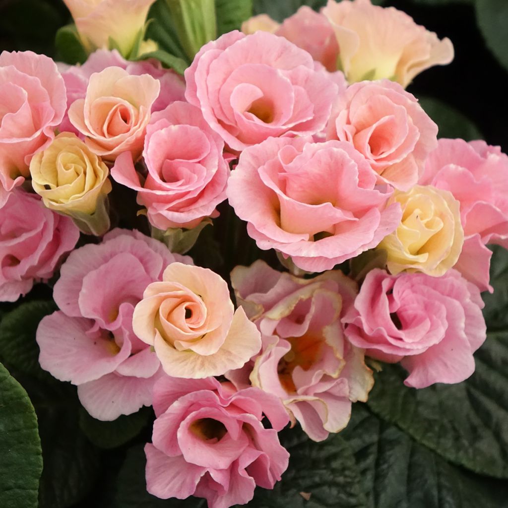 Primula Rosebud F1 Tutti Frutti - Stengelloze sleutelbloem
