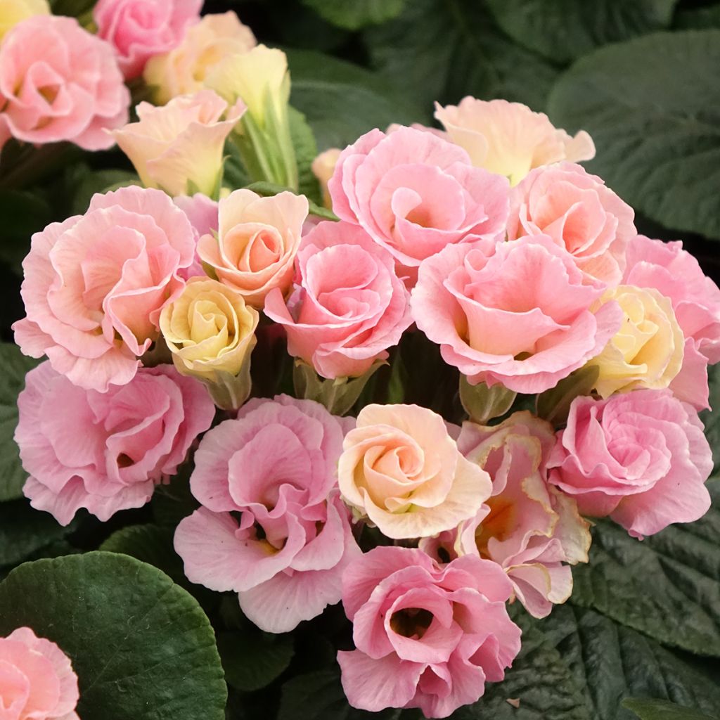 Primula Rosebud F1 Tutti Frutti - Stengelloze sleutelbloem