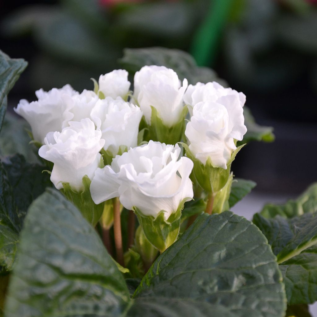 Primula vulgaris Rosebud F1 Wit - Stengelloze sleutelbloem
