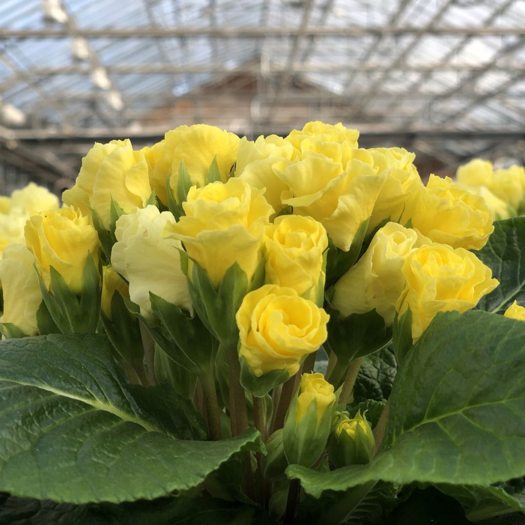 Primula Rosebud F1 Light Yellow - Stengelloze sleutelbloem