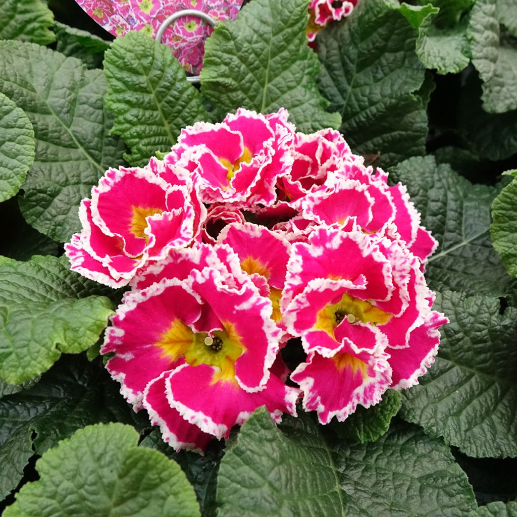 Primula Sweetie - Stengelloze sleutelbloem