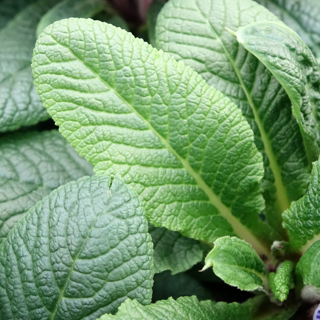 Primula vulgaris Zebra Blue (plugplanten) - Stengelloze sleutelbloem