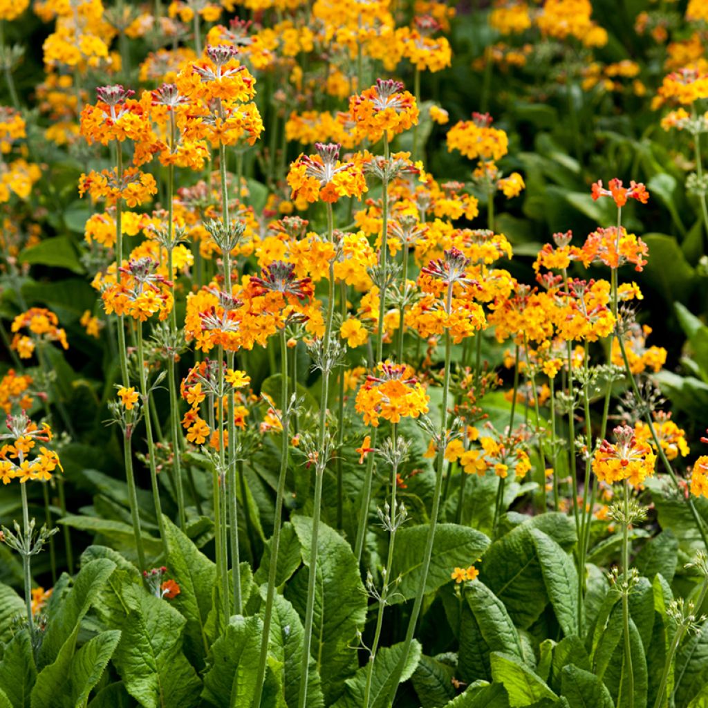 Primula bulleyana - Etage Sleutelbloem