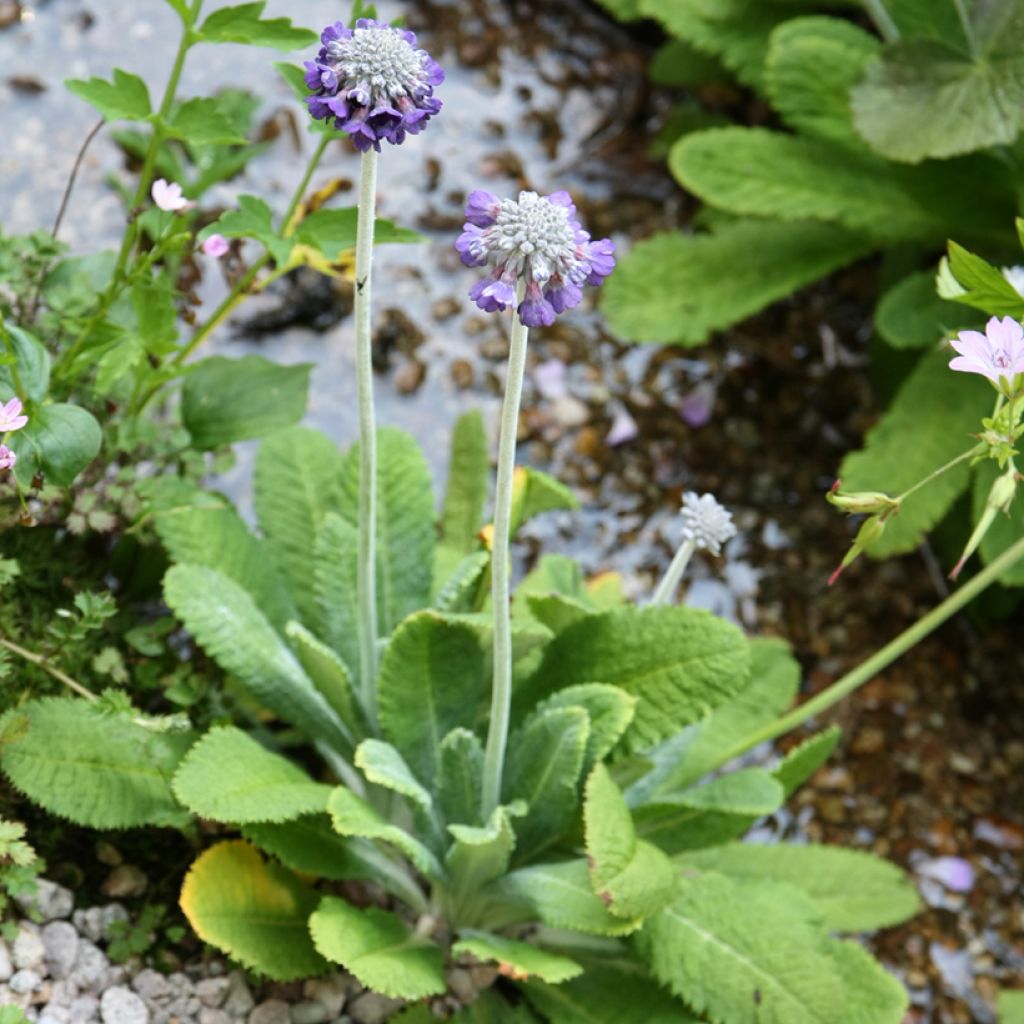 Primula capitata mooreana - Sleutelbloem