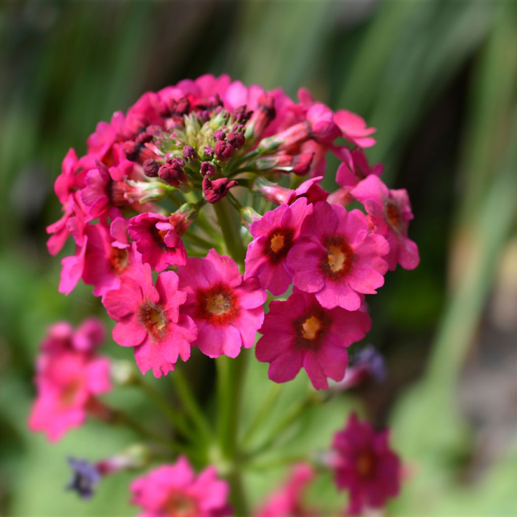 Primula japonica Millers Crimson - Japanse sleutelbloem