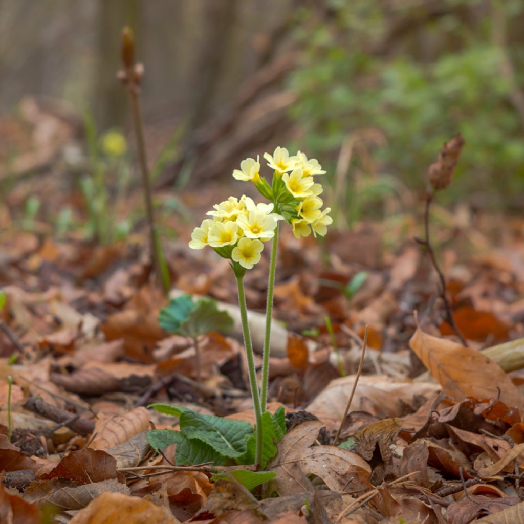 Primula elatior - Slanke sleutelbloem