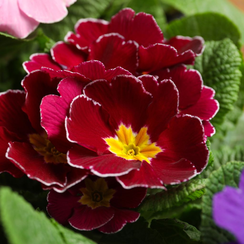 Primula Charlie Wine Red Edge F1 - Sleutelbloem