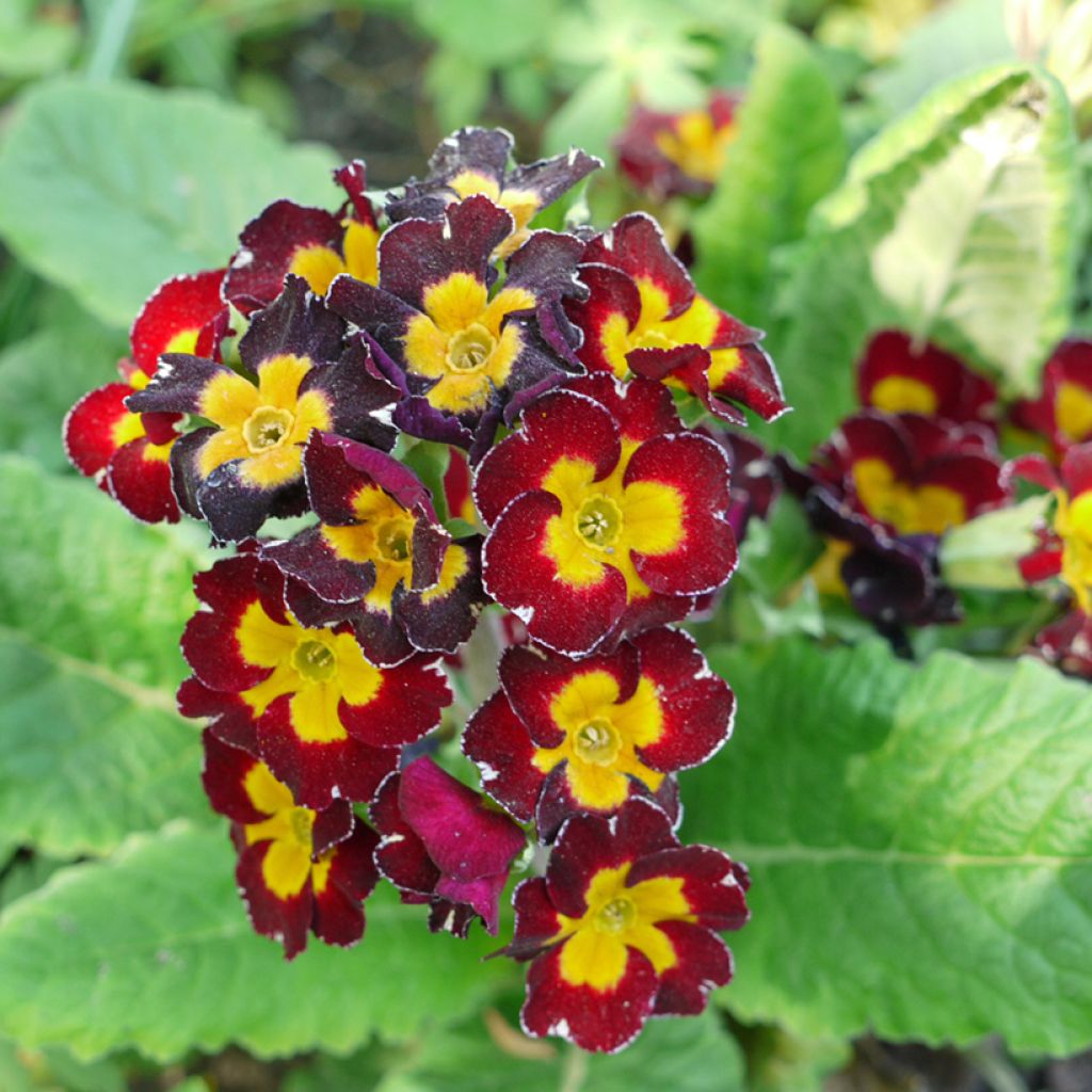 Primula Charlie Wine Red Edge F1 - Sleutelbloem