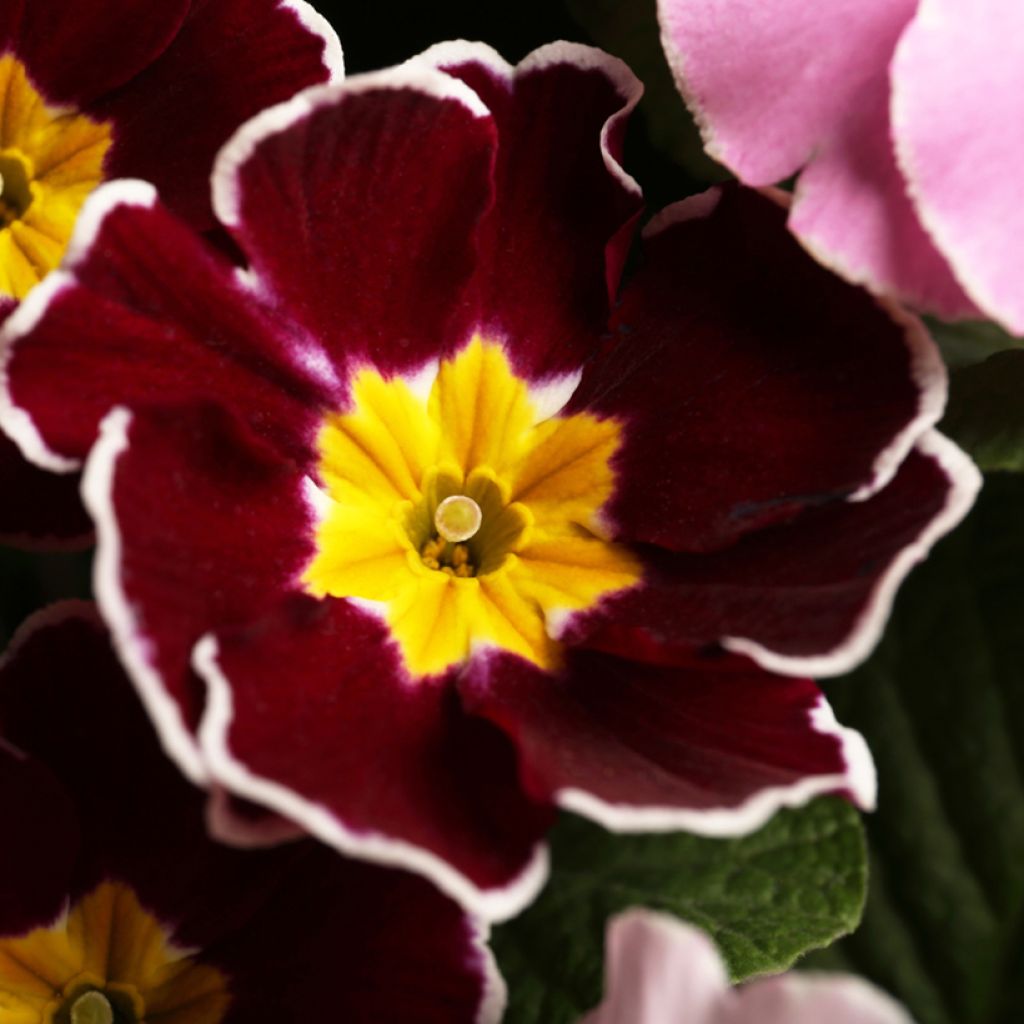 Primula Charlie Wine Red Edge F1 - Sleutelbloem