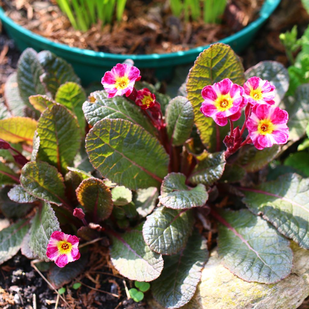 Primula Dark Rosaleen - Sleutelbloem