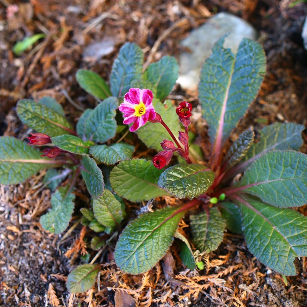 Primula Dark Rosaleen - Sleutelbloem