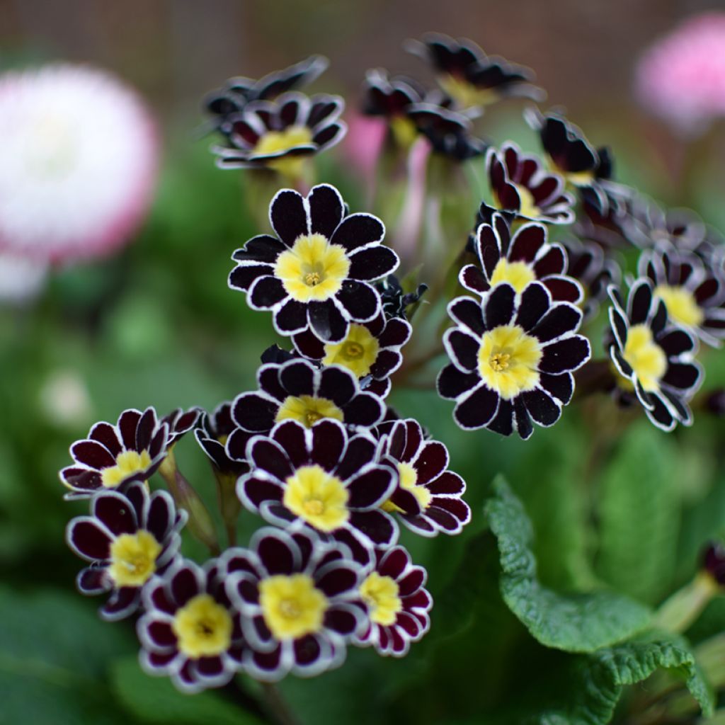 Primula elatior Gold Lace Black - Slanke sleutelbloem