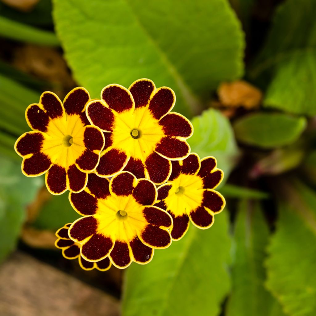 Primula elatior Gold Lace Rood - Slanke sleutelbloem