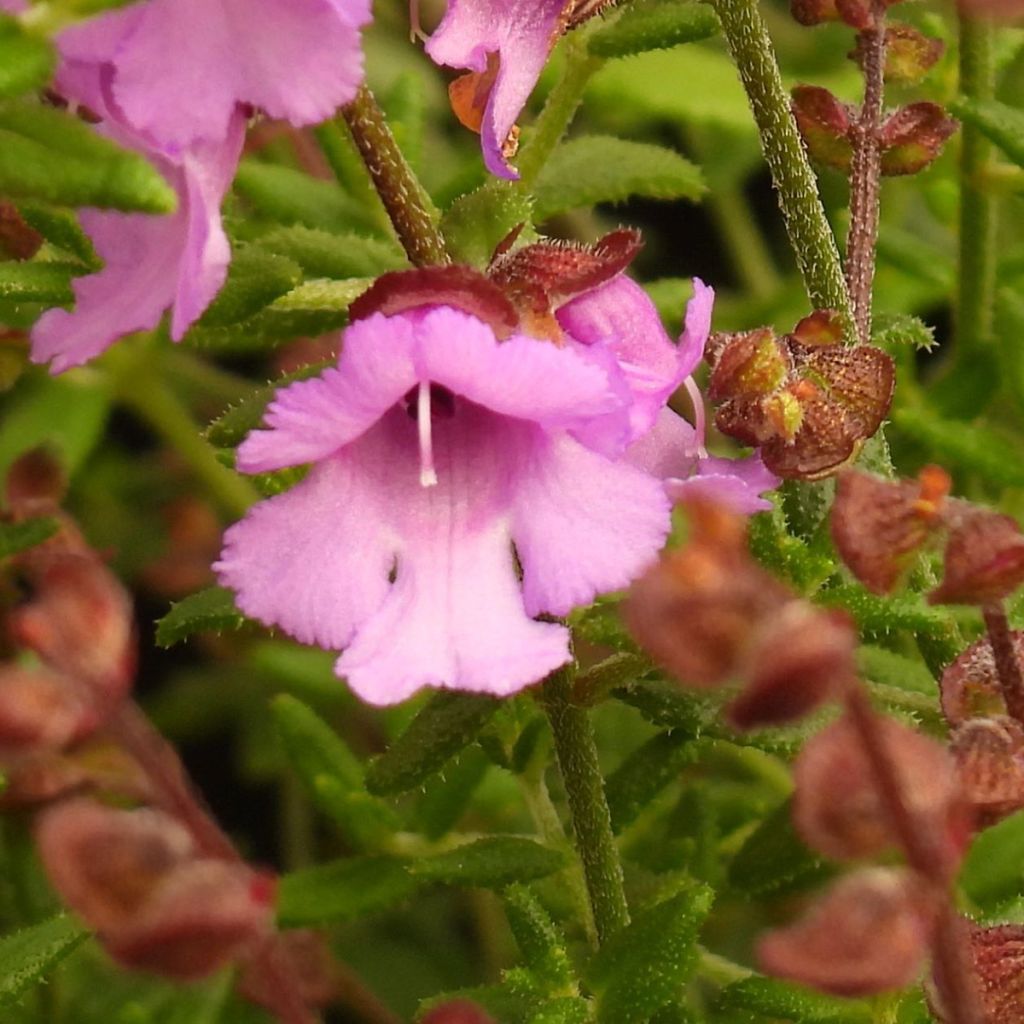 Prostanthera rotundifolia Rosetta - Muntstruik