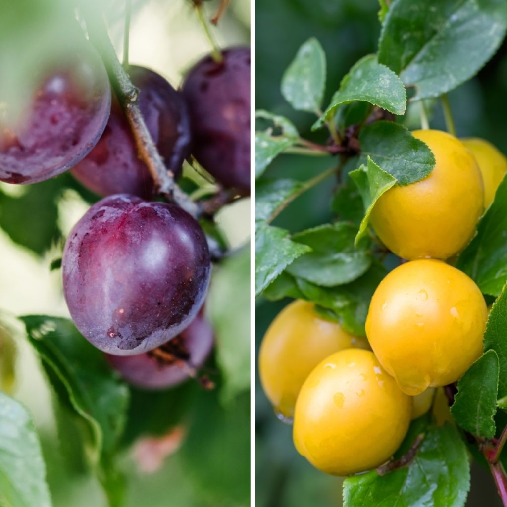 Japanse pruim Black Amber