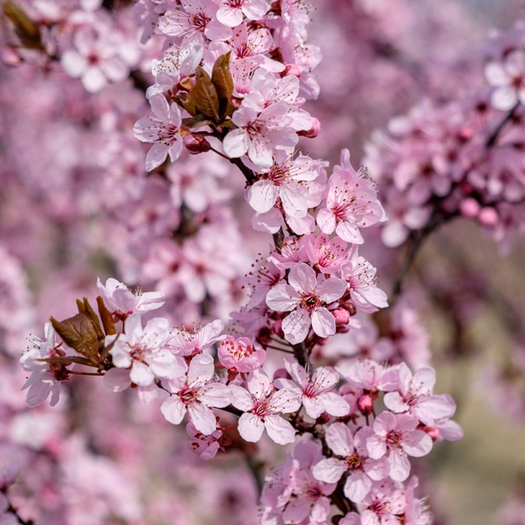 Prunus cerasifera Nigra - Kerspruim