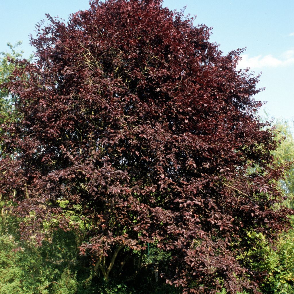 Prunus cerasifera Nigra - Kerspruim