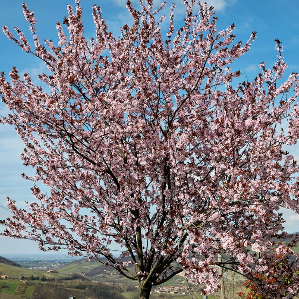 Prunus cerasifera Nigra - Kerspruim