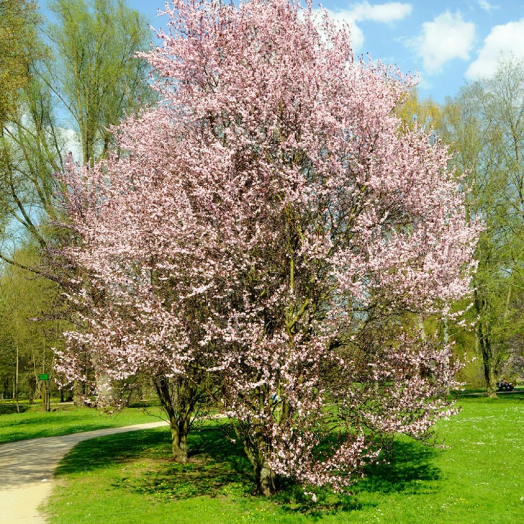 Prunus cerasifera Nigra - Kerspruim