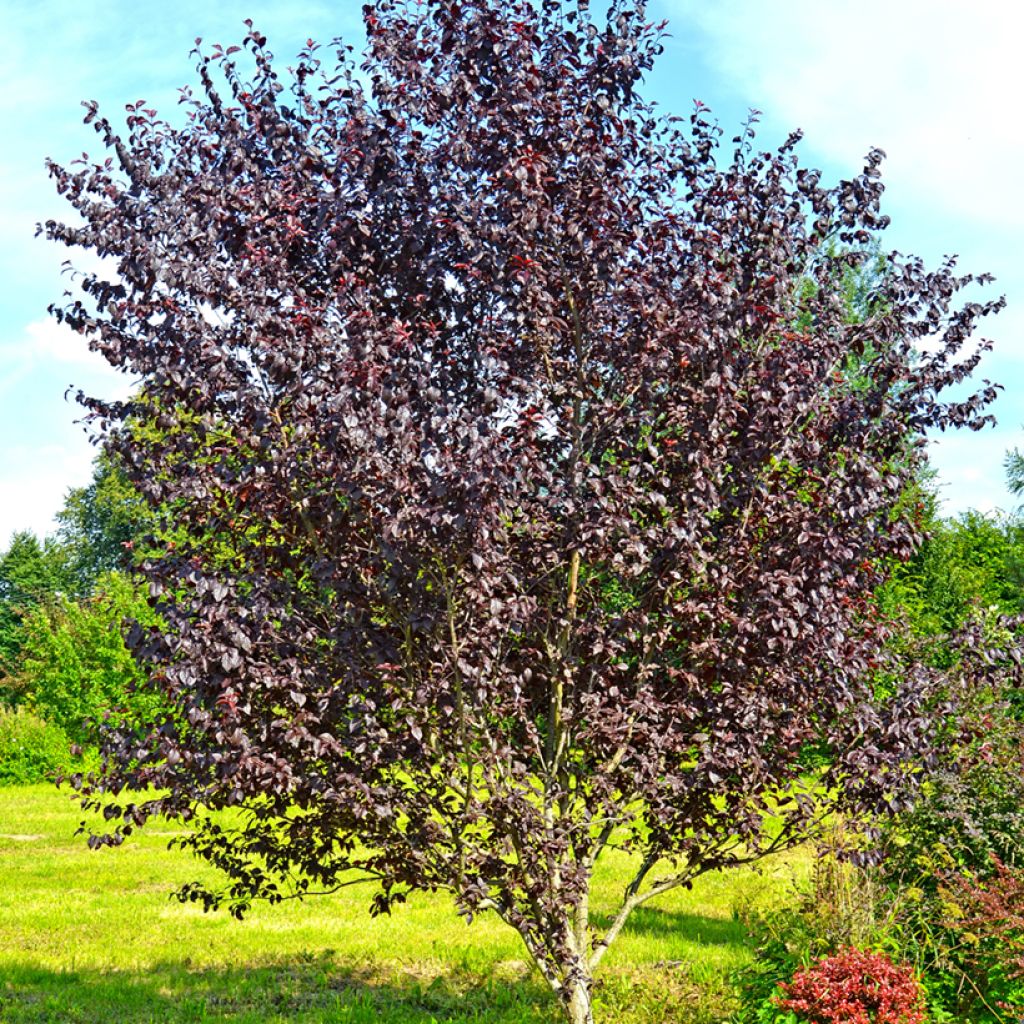 Prunus cerasifera Pissardii - Kerspruim