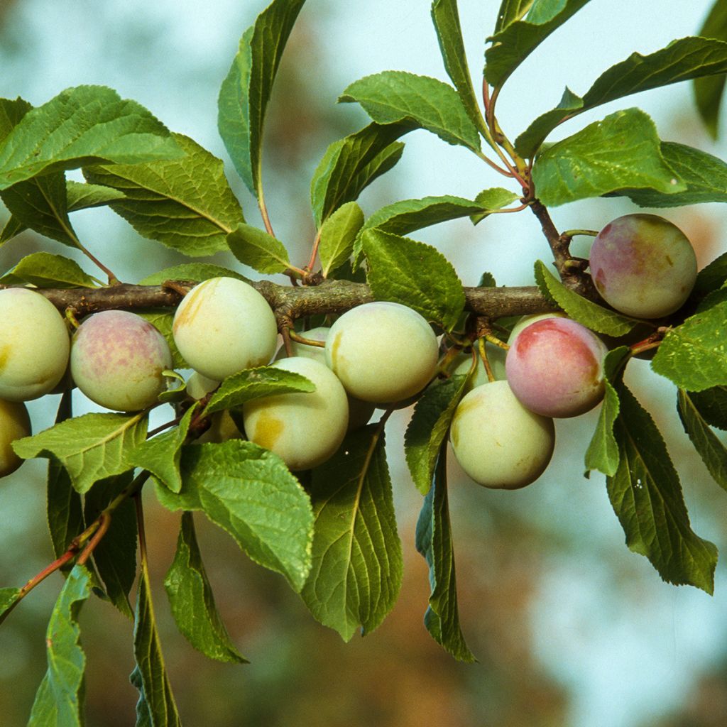 Pruim Reine Claude d'Oullins