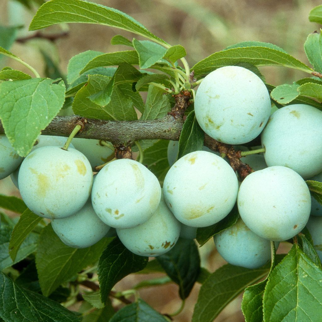 Pruim Reine Claude d'Oullins