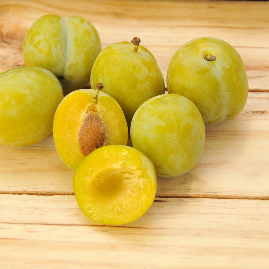 Pruim Reine Claude d'Oullins