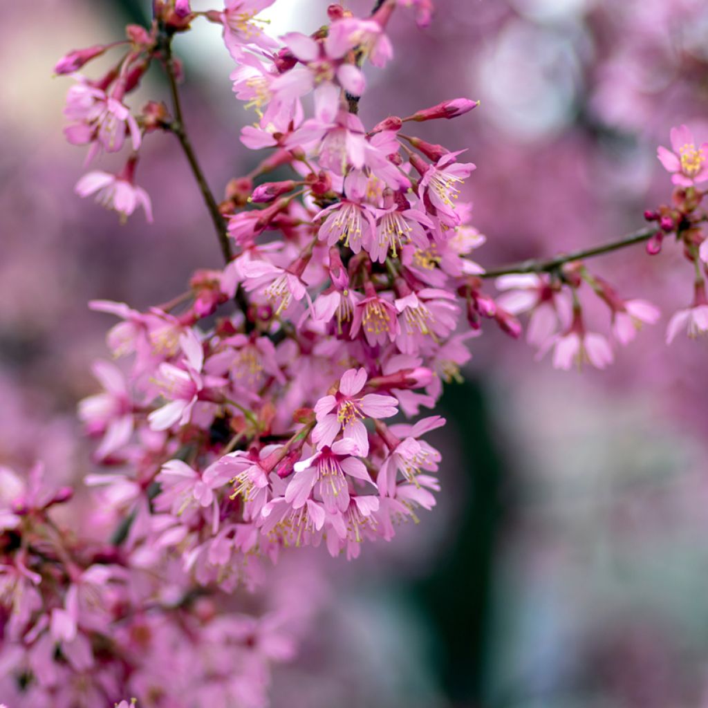 Prunus Okame - Japanse sierkers