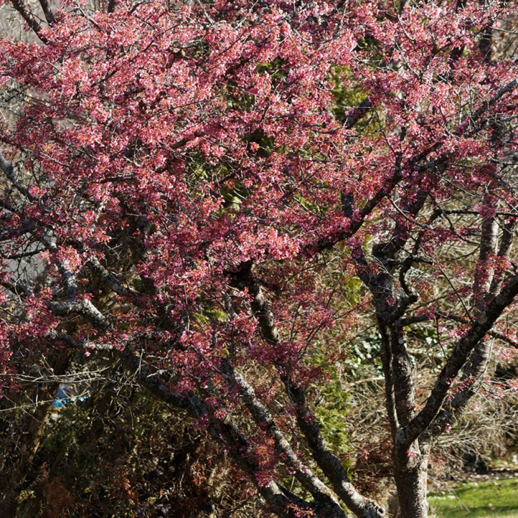 Prunus Okame - Japanse sierkers