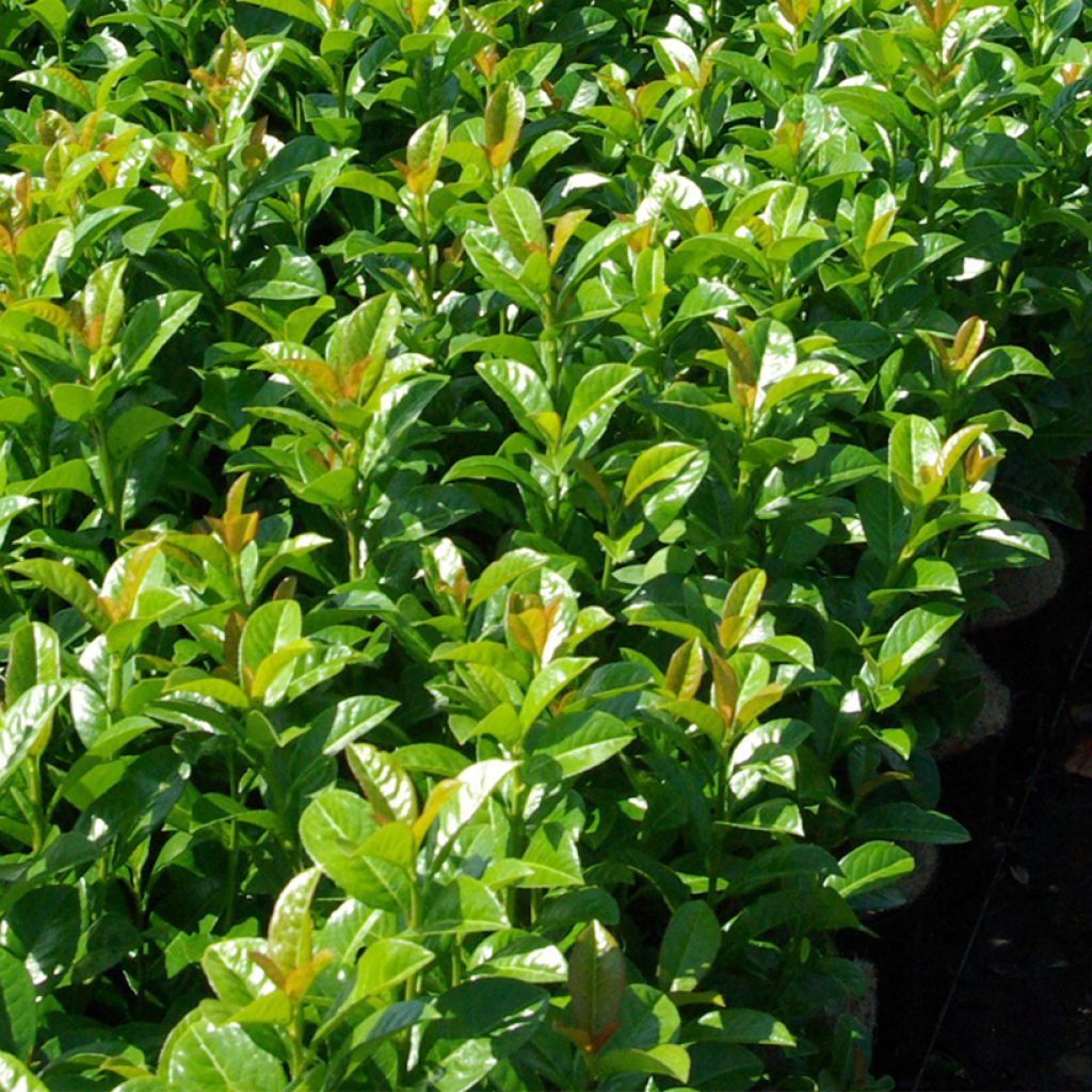 Prunus laurocerasus Ani - Laurierkers