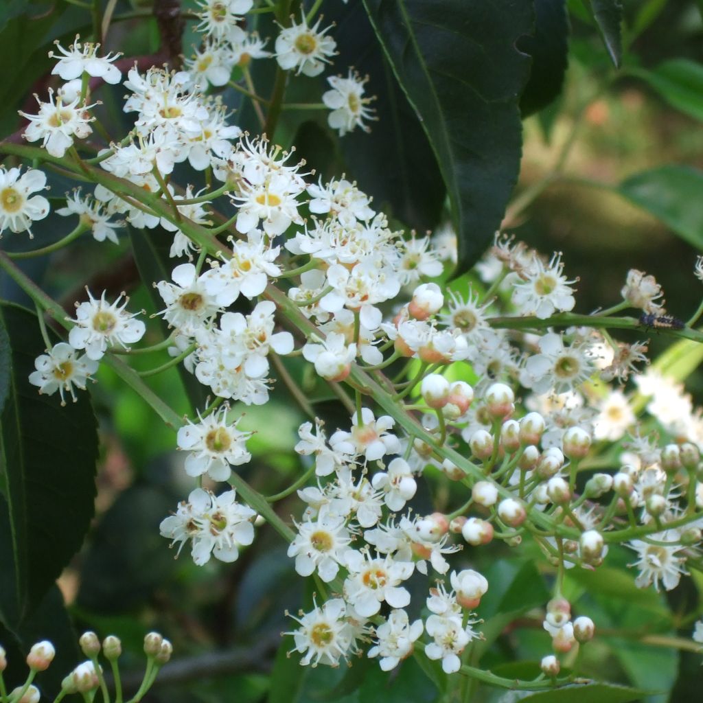 Prunus lusitanica - Portugese laurier