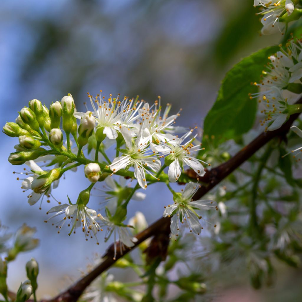 Prunus maackii Amber Beauty - Amurkers