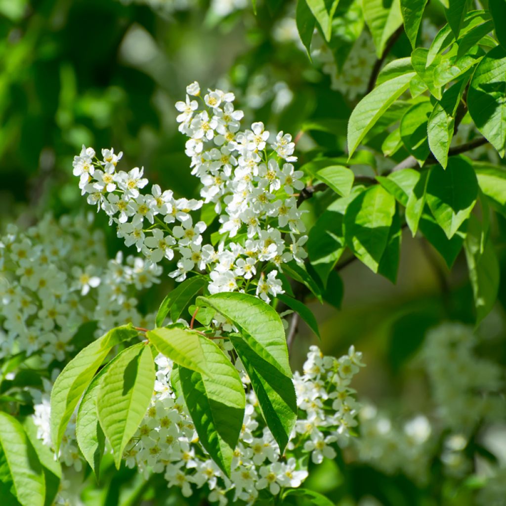 Prunus padus - Vogelkers